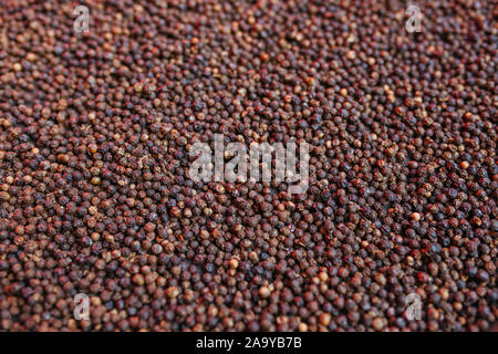 Schwarzer Pfeffer Körner in sonniger Tag getrocknet Stockfoto