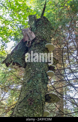 Halterung Pilz auf einem Baumstamm Stockfoto