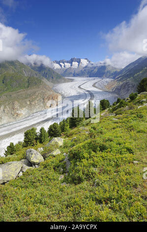 Grosser Aletschgletscher, das Herz des UNESCO Weltnaturerbes Jungfrau-Aletsch-Bietschhorn, Goms, Wallis, Schweiz, Europa Stockfoto