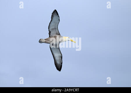 Galapagos-Albatros (Diomedea irrorata), Insel Espanola, Galapagos, Ecuador, Südamerika Stockfoto