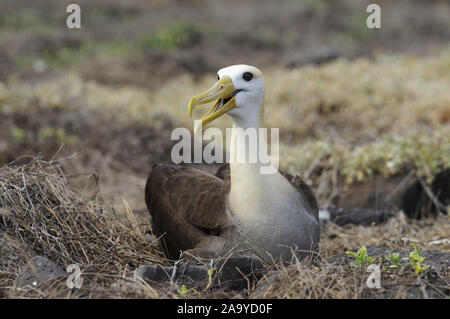 Galapagos-Albatros (Diomedea irrorata), Insel Espanola, Galapagos, Ecuador, Südamerika Stockfoto