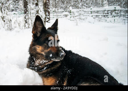 Deutscher Schäferhund liegend auf dem Schnee. Freut sich über den Schnee. Stockfoto