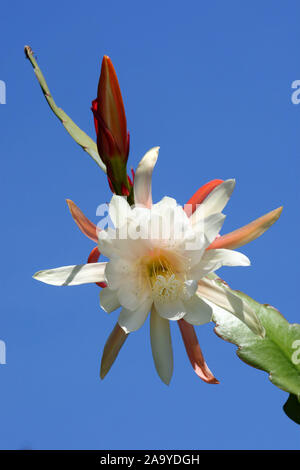 Schlangencereus, Selenicereus grandiflora, Stockfoto