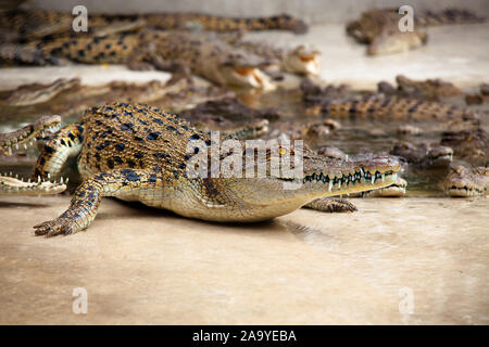 Ein Porträt von krokodilen in einer Farm, Thailand Stockfoto