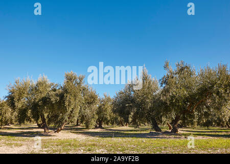 Olivenbaum Felder in Andalusien. Spanisch die landwirtschaftliche Ernte Landschaft. Spanien Stockfoto