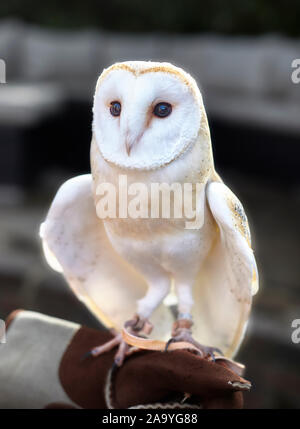 Die Schleiereule (Tyto alba) auch als die "weiße Eule bekannt" und die "creech Eule', die Schleiereule ist vielleicht der bekannteste Eulenarten. Stockfoto