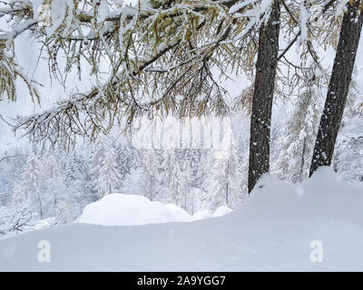 Lärchenwald während einem Schneefall. Berglandschaft im Winter mit Schnee. Stockfoto