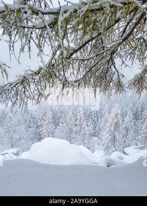 Lärchenwald während einem Schneefall. Berglandschaft im Winter mit Schnee. Stockfoto