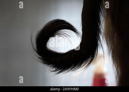 Afghanischer Windhund Schwanz detail Stockfoto