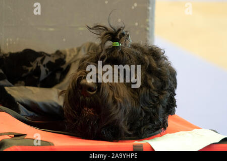 Bouvier des Flandres schwarzer Hund Stockfoto