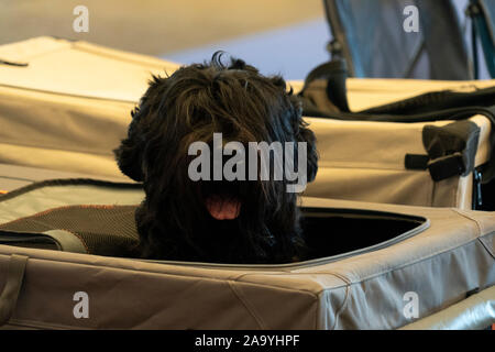 Bouvier des Flandres schwarzer Hund Stockfoto