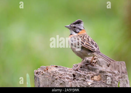 Rufous-Collared Sparrow thront auf einem Baumstumpf in Trujillo, Peru Stockfoto