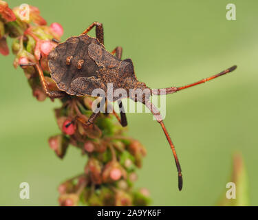 Dock Bug Nymphe (Coreus Marginatus) auf pflanzlichen Stammzellen thront. Tipperary, Irland Stockfoto