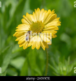 Biene mit Beinen, beladen mit Pollen schweben an bunte Blume Stockfoto