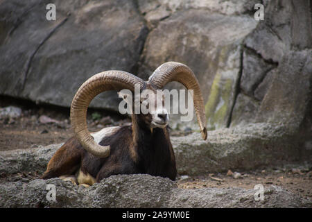 Bighorn Schafe in Mexiko City Zoo. Stockfoto