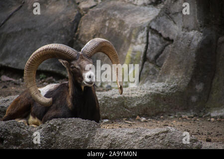 Bighorn Schafe in Mexiko City Zoo. Stockfoto