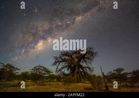 Große Baobab Baum unter dem MILKYWAY Stockfoto