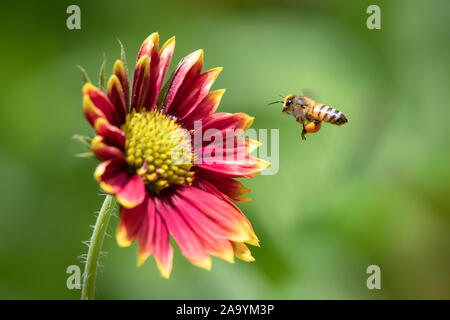 Biene mit Beinen, beladen mit Pollen schweben an bunte Blume Stockfoto