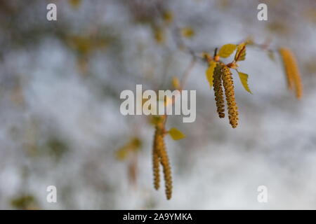 Birke Zweig mit grünen Blättern und Ohrringe im Frühjahr Stockfoto