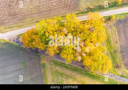 Bäume groupe in Form eines Dreiecks, Ackerland, herbstliches Laub, in der Nähe von Celle, Deutschland Stockfoto