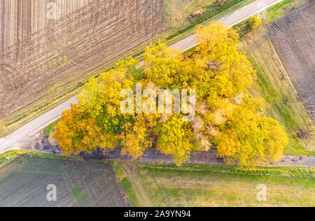 Bäume groupe in Form eines Dreiecks, Ackerland, herbstliches Laub, in der Nähe von Celle, Deutschland Stockfoto