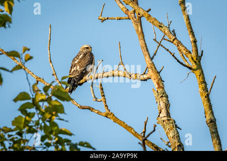 Mississippi Kite (Ictinia mississippiensis), das in einem Baum gehockt Stockfoto