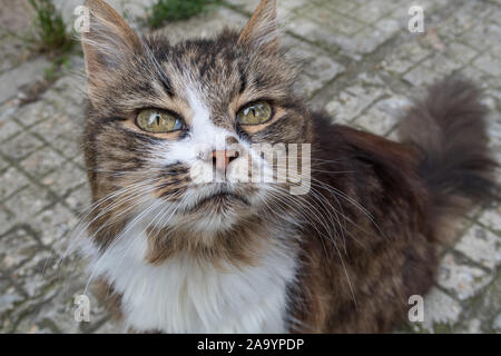 Porträt von Katze mit grünen Augen Stockfoto