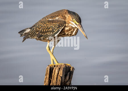 Eine junge grüne Heron (Butorides Virescens) auf eine Stelle in der Nähe der Ufer des Lake Hefner in Oklahoma City Stockfoto