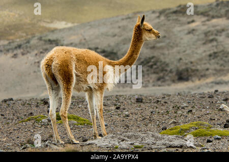 Vicuña Beweidung die spärliche Vegetation in der Chimborazo finden auf 4300 Meter gerade am Fuße des Chimborazo Vulkan in Ecuador. Stockfoto