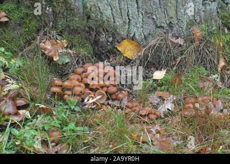 Psathyrella piluliformis, wie gemeinsame Stumpf Brittlestem Pilz bekannt, wächst an Eiche in Finnland Stockfoto