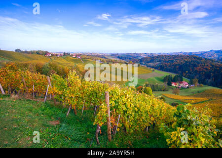 Weinberge im Herbst in Slowenien nahe der Grenze zu Österreich im Süden der Steiermark. Stockfoto