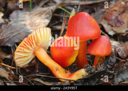 Hygrocybe punicea, wie Crimson - oder Scharlach wächserne Gap bekannt, Wild Mushroom aus Finnland Stockfoto