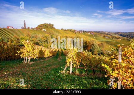 Weinberge im Herbst in Slowenien nahe der Grenze zu Österreich im Süden der Steiermark. Stockfoto