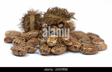 Samen der Castor Baum, Ricinus communis, Stockfoto