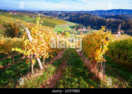 Weinberge im Herbst in Slowenien nahe der Grenze zu Österreich im Süden der Steiermark. Stockfoto