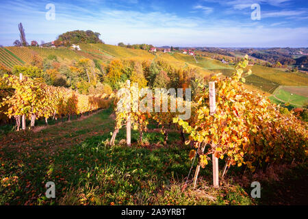 Weinberge im Herbst in Slowenien nahe der Grenze zu Österreich im Süden der Steiermark. Stockfoto