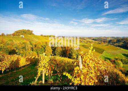 Weinberge im Herbst in Slowenien nahe der Grenze zu Österreich im Süden der Steiermark. Stockfoto