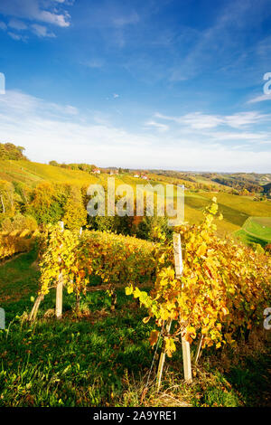 Weinberge im Herbst in Slowenien nahe der Grenze zu Österreich im Süden der Steiermark. Stockfoto