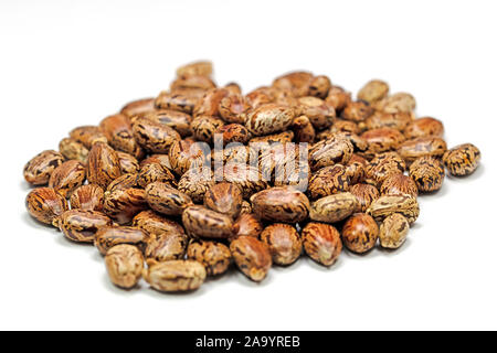 Samen der Castor Baum, Ricinus communis, Stockfoto