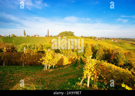 Weinberge im Herbst in Slowenien nahe der Grenze zu Österreich im Süden der Steiermark. Stockfoto