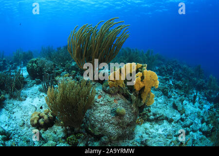 Wunderschönes Coral Reef Unterwasser im Karibischen Meer von Bonaire Stockfoto