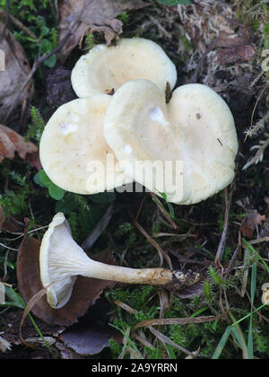 Hygrophoropsis Githago oder H. aurantiaca var. macrospora, bekannt als der falsche Pfifferlinge, Wild Mushroom aus Finnland Stockfoto