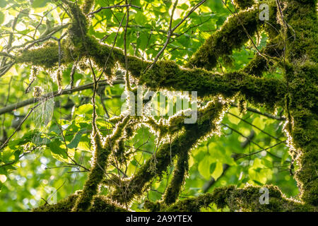 Trockene Stämme und Äste von Bäumen, vollständig bedeckt mit Moos. Tot Buchsbaum Bäume ohne Blätter. Stockfoto