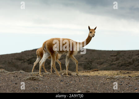 Vicuña Beweidung die spärliche Vegetation in der Chimborazo finden auf 4300 Meter gerade am Fuße des Chimborazo Vulkan in Ecuador. Stockfoto