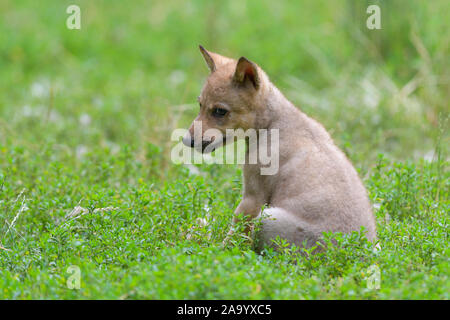 Wolf, Canis lupus, Junge Stockfoto