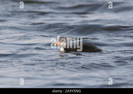 In der Nähe von Wilden, UK blässhuhn Küken (Fulica atra) isoliert, Schwimmen im See. Stockfoto