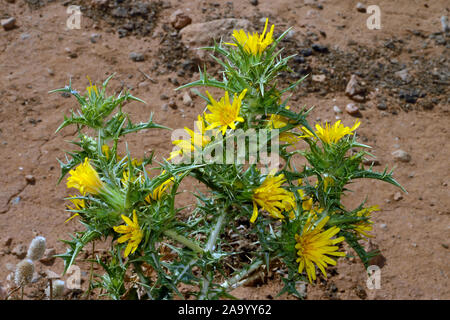 Scolymus maculatus (golden Thistle getupft) ist im Mittelmeerraum und auf den Kanarischen Inseln gefunden. Stockfoto