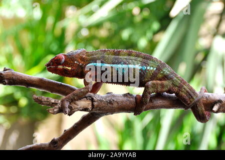 Panther chameleon Furcifer pardalis auf einem Zweig Stockfoto
