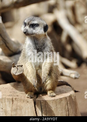 Erdmännchen, sitzend auf einem Baumstumpf Stockfoto