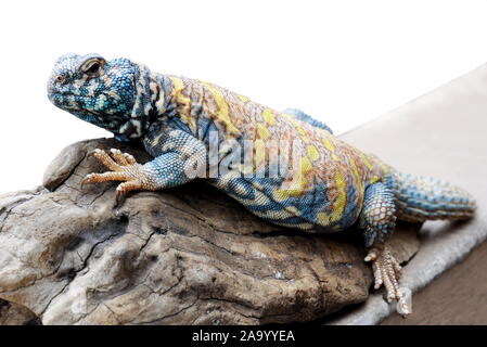 Die reich verzierten mastigure Uromastyx ornata auf eine Baumwurzel Stockfoto